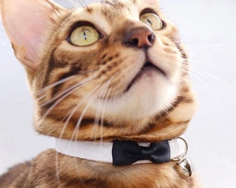 May include: A brown tabby cat with green eyes wearing a white collar with a black bow tie and a silver bell.