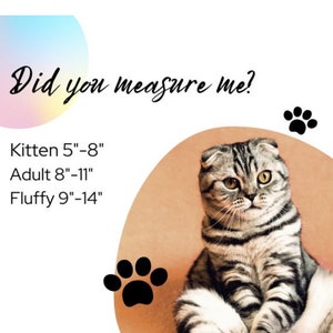 May include: A gray and white Scottish Fold cat sitting on a brown surface. The text "Did you measure me?" is above the cat. Below the cat is text that reads "Kitten 5"-8" Adult 8"-11" Fluffy 9"-14".