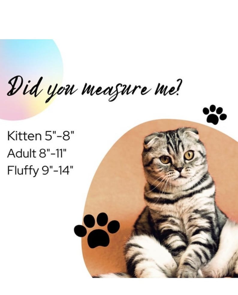 May include: A gray and white Scottish Fold cat sitting on a brown surface. The text "Did you measure me?" is above the cat. Below the cat is text that reads "Kitten 5"-8" Adult 8"-11" Fluffy 9"-14".
