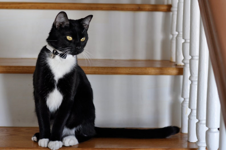 May include: A black and white cat with a black bow tie sits on wooden stairs. The cat has bright yellow eyes and white paws.