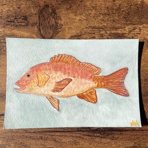 Hand-painted Watercolor Red Snapper