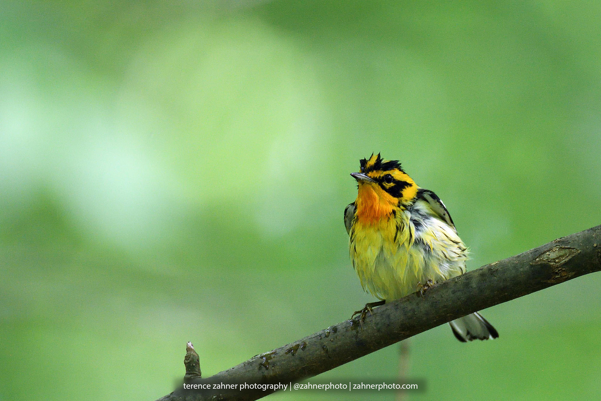 Blackburnian Warbler Photo Wildlife Decor Bird Decor Nature Bedroom Bathroom Home Office Art Songbird Print Bird Lover Art