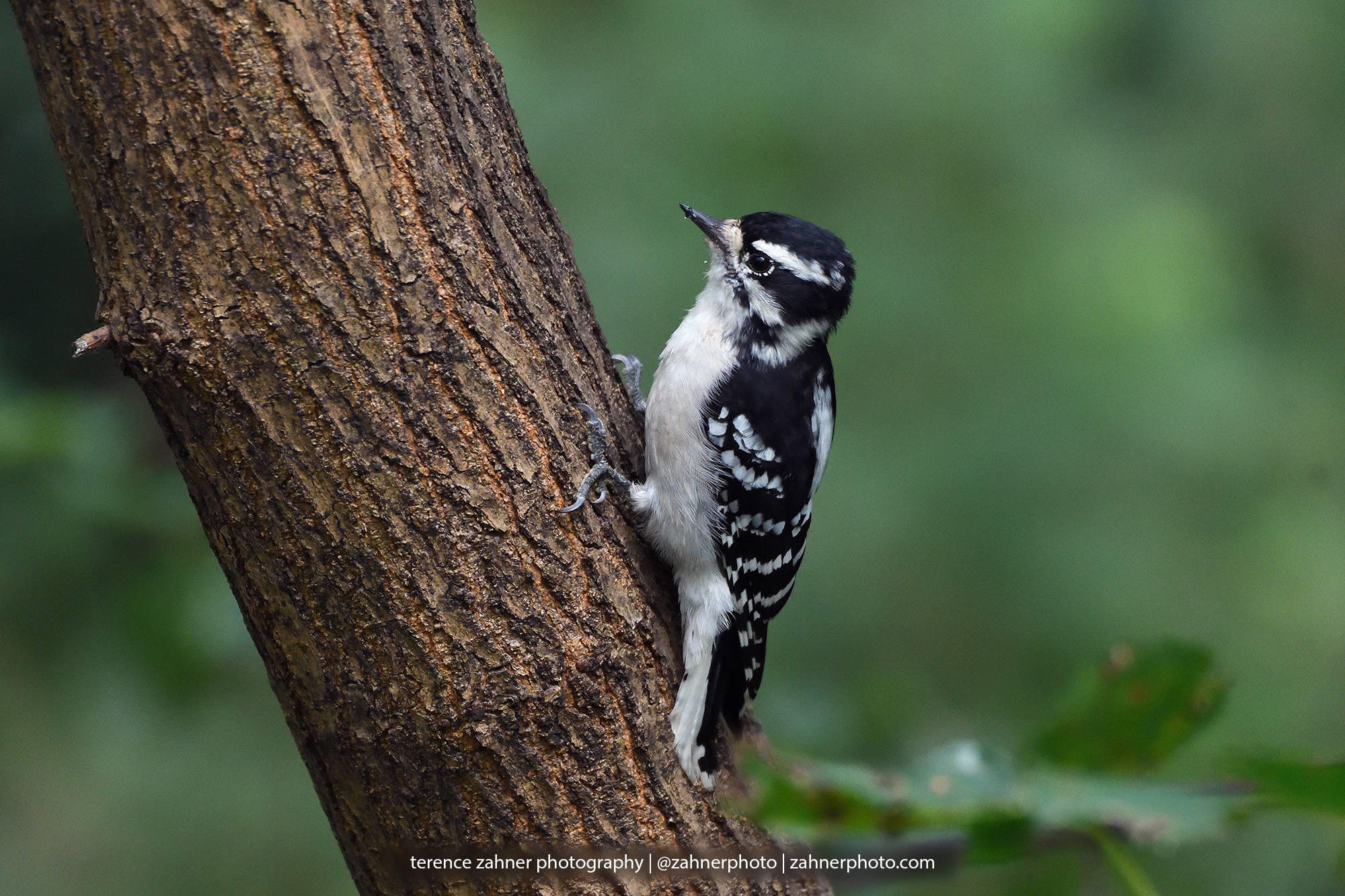 Downy Woodpecker Photo Wildlife Decor Bird Decor Nature Bedroom Bathroom Home Office Art Woodpecker Print