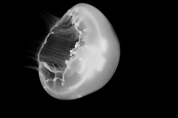 Jellyfish Art Black And White Underwater Photography Print Of Etsy