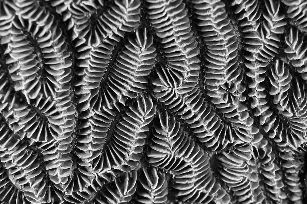 Monochrome Kunst Fotografie Von Korallen Labyrinth 3 Schwarz Etsy