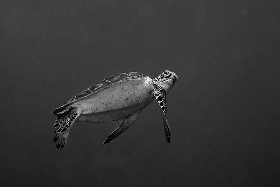 Sea Turtle Decor Black White Underwater Photography Print Etsy