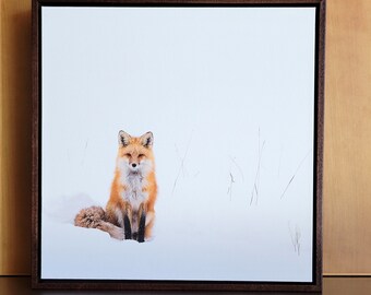 Red Fox in Winter