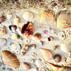 Sanibel Seashell Assortment