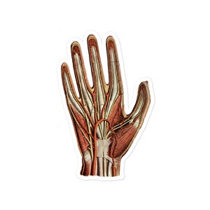 Adesivo de vinil de mão vermelha ilustração de anatomia vintage cortado biologia geek ciência adesivo