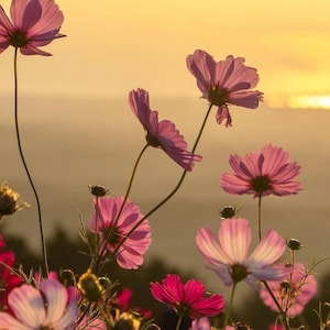 May include: A cluster of vibrant pink cosmos flowers with delicate, thin petals and slender green stems. The blossoms are illuminated by a warm, golden sunset light, creating a soft glow across the petals and highlighting their intricate textures.