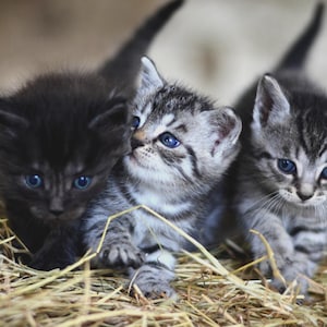 May include: Three small kittens sitting in dry straw. One kitten is solid black with bright blue eyes, while the other two are grey and black tabby kittens with blue eyes. The kittens are positioned close together, looking forward with alert expressions.