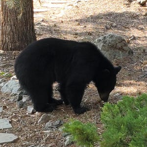 May include: A large black bear with thick, dark fur stands in a profile position, facing downward toward the ground. The bear has a rounded back, small ears, and a sturdy build, with its head lowered as if foraging in a natural outdoor environment.