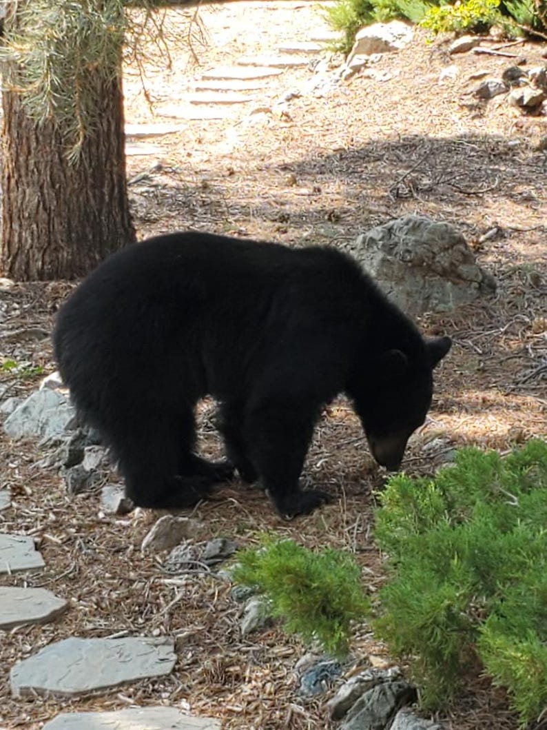 May include: A large black bear with thick, dark fur stands in a profile position, facing downward toward the ground. The bear has a rounded back, small ears, and a sturdy build, with its head lowered as if foraging in a natural outdoor environment.