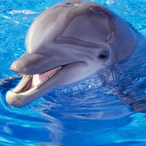 May include: A close-up of a dolphin's face, with its mouth open in a smile, showing its teeth. The dolphin is swimming in blue water.
