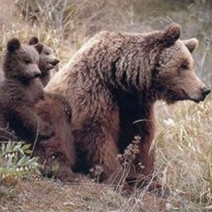 May include: A large brown bear sits in a grassy field with two small brown bear cubs positioned beside it. The adult bear has thick, shaggy fur and is facing toward the right side of the frame, while the two cubs are facing forward.