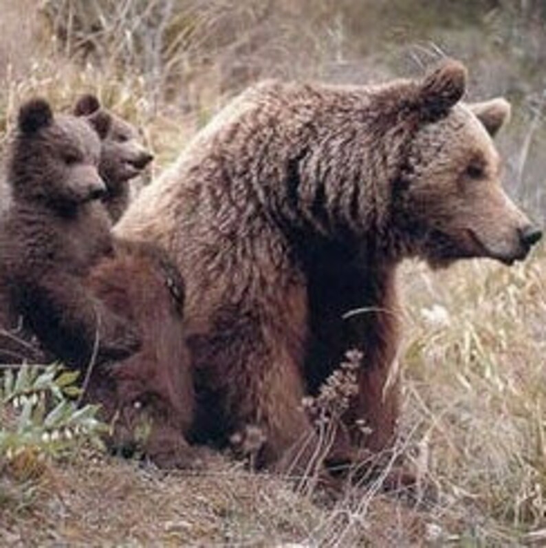 May include: A large brown bear sits in a grassy field with two small brown bear cubs positioned beside it. The adult bear has thick, shaggy fur and is facing toward the right side of the frame, while the two cubs are facing forward.