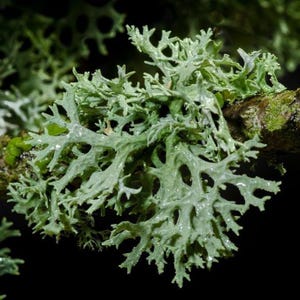 OAK MOSS "Beyond Words" Earth Elementals & the Faery Realm