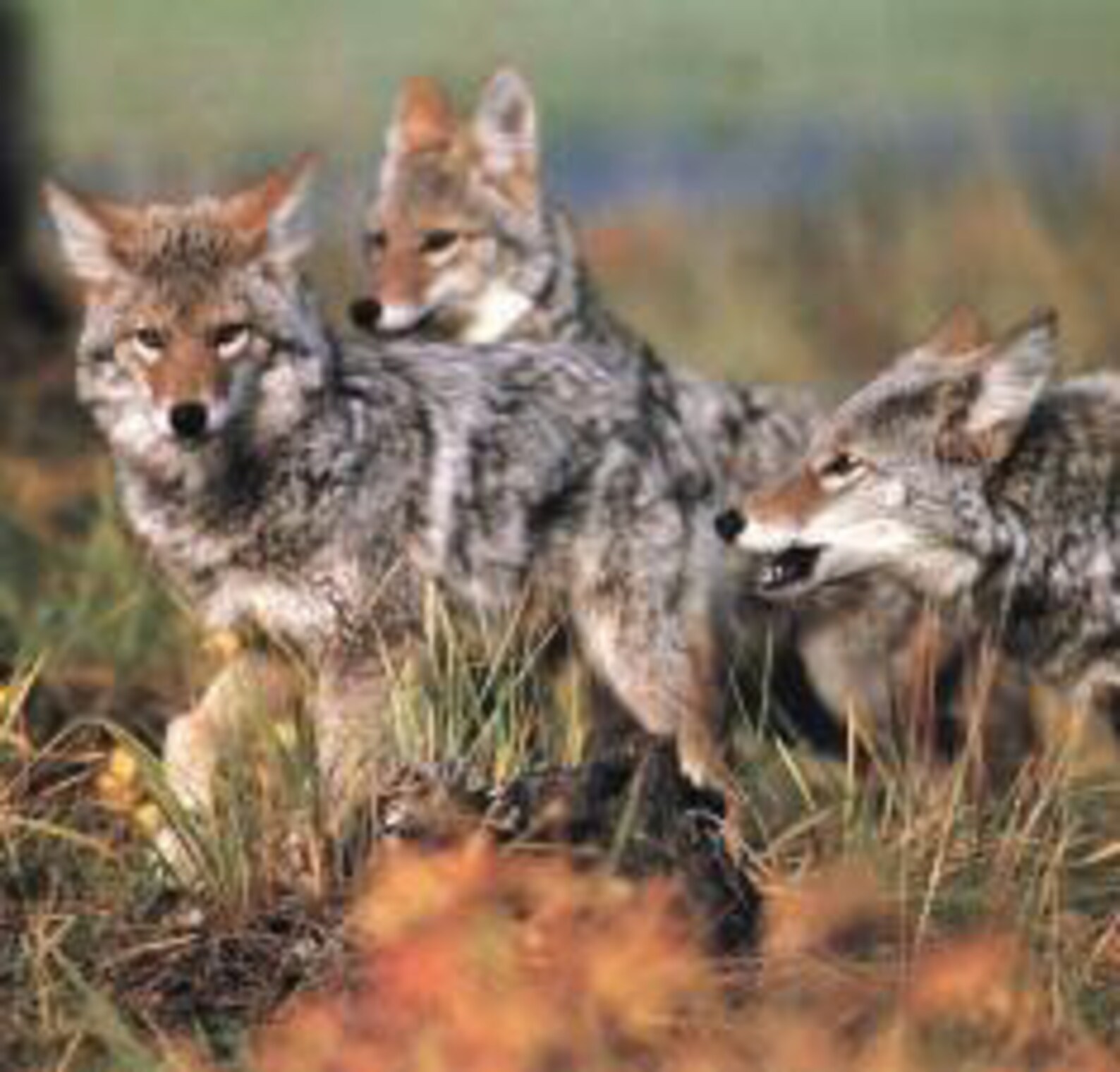 COYOTE Spirit Medicine Bundle Animal Totem Medicine Bag Etsy Canada