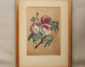 Vintage Botanical Print of Peaches Illustration Framed Folk Art Rustic Farmhouse Décor