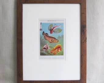 Framed Vintage Fish Art Wall Décor Antique Book Plate Ocean Life Science Illustration Coastal and Beach House Décor