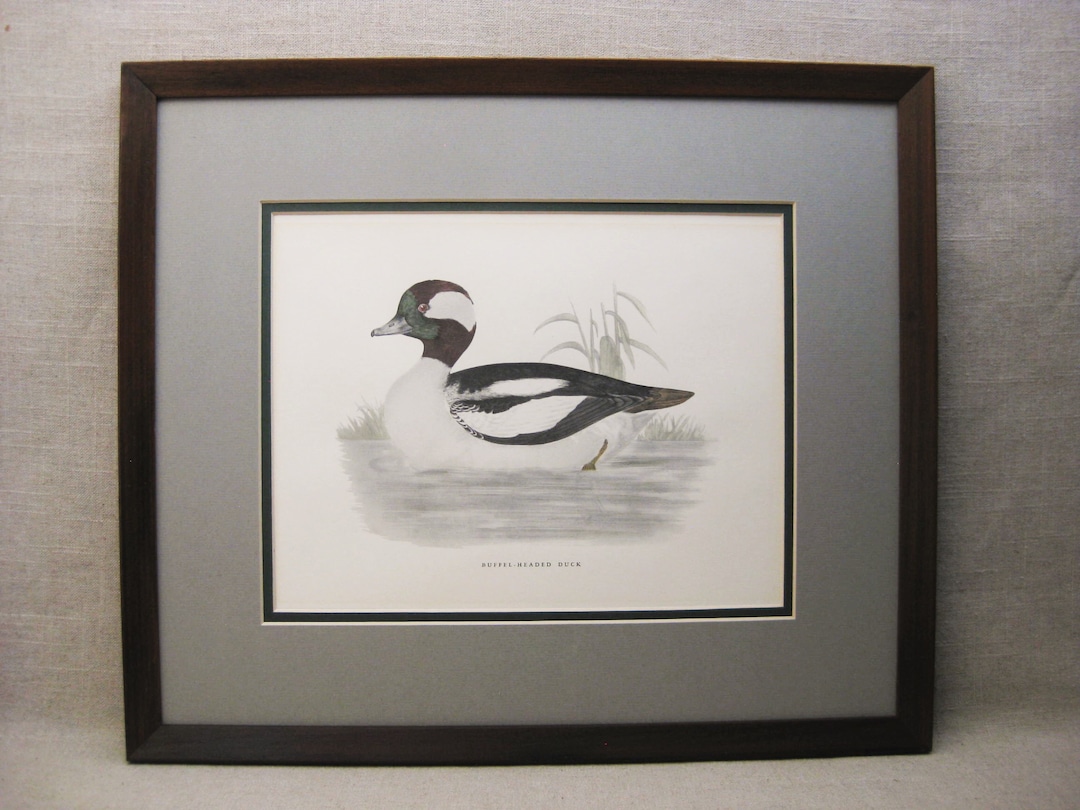 Duck Fine Art Print Buffel-headed Hand Colored, Vintage Framed Wildlife ...