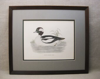 Buffel-Headed Duck Fine Art Print, Hand Colored, Vintage Framed Wildlife Bird Wall Art Home Décor