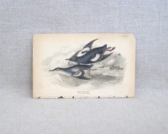 Antique Book Plates