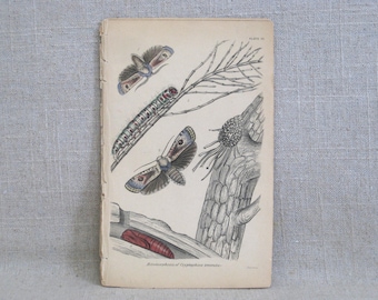 Vintage Flying Insect Bookplate Hand Colored Illustration Moths, Samuel Highley, 19th Century, W.H. Lizars, Naturalist Library