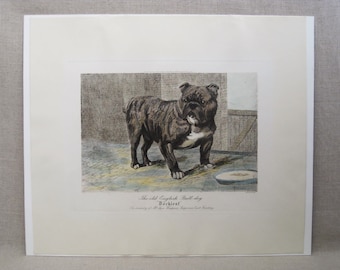 Vintage Bulldog English Dockleaf Etching, Antique Prints, Unframed Art