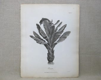 Vintage 19th Century Botanical Engraving, Banana Tree, Heath, Antique Paper Ephemera
