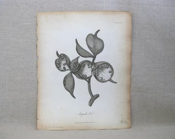 Antique Book Plates