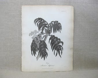 Antique Botanical Engraving Print, Banksia Proteas Flowering Plant, 19th Century Heath Illustration