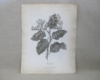 Vintage Longman Antique Botanical Book Plate Engraving, Merjombey, Heath, Africa 19th Century