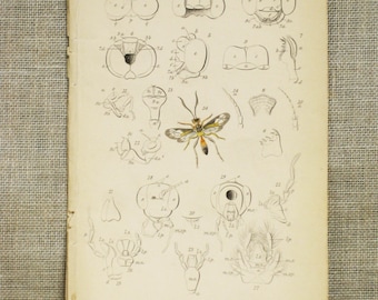 Vintage Insect Antique Bookplate, Hand Colored Wasp by Samuel Highley, 19th Century, W.H. Lizars Naturalist Library