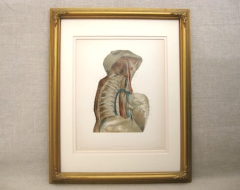 Antique Medical Illustration Book Plate, Original Framed McClellan Anatomical Male Portrait Science Collectible