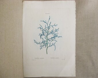 Antique Botanical Engraving, Redoute, Moret, Thuya, 19th Century Vintage Ephemera