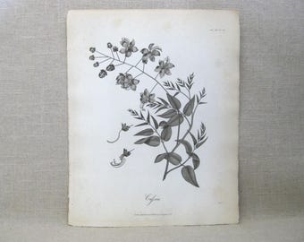 Antique Book Plates