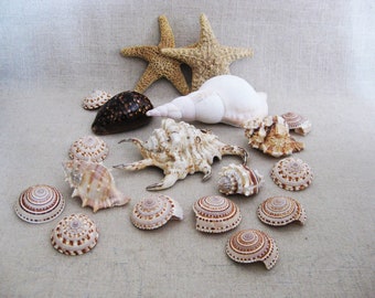 Vintage Sea Shell Collection Beach House Décor Basket Filler Arts and Craft Coastal Casual