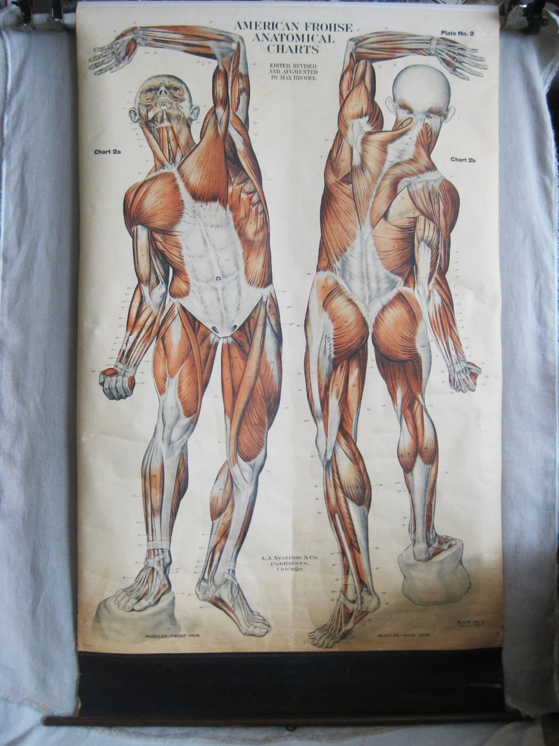 Medical Anatomy Charts