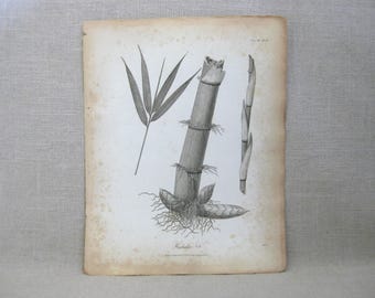 Antique Book Plates