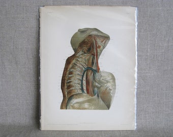 Vintage Male Anatomy Portrait McClellan Anatomical Book Plate Medical Illustration Science Collectible