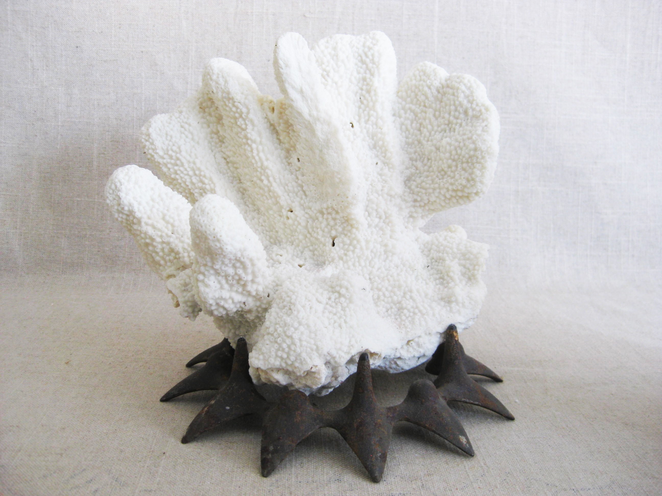 Coral Specimen Art 