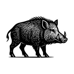 Peut inclure: Une illustration graphique en noir et blanc représentant un sanglier debout de profil. Le design présente des lignes audacieuses et contrastées illustrant le pelage rêche, les oreilles pointues, le museau et les défenses de l'animal.