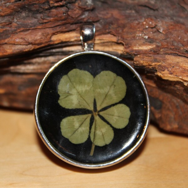 Real Five Leaf Clover Charm perfecto para un collar para el Día de San Patricio Irish Good Luck