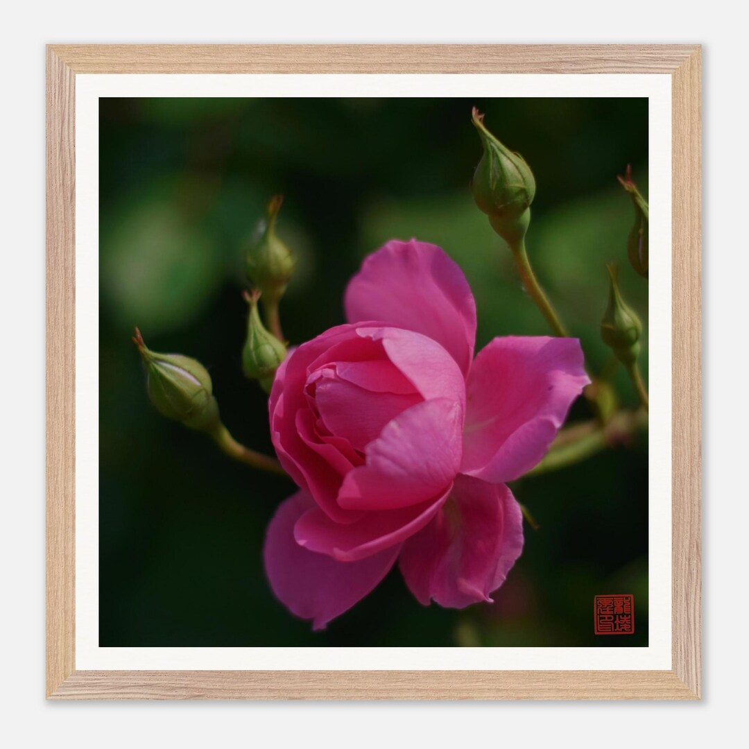 Quiet Bloom – Pink Rose Fine Art Photography Print - Etsy