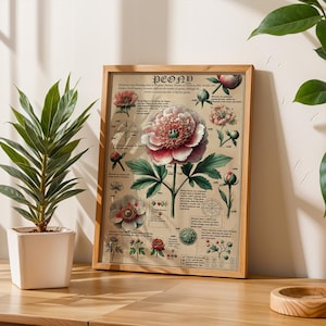 Anatomía de una peonía, Dibujo original, Impresión botánica, Decoración de pared con flores, Diseño floral, Póster de herbario, Diseño de habitación elegante, Tonos suaves
