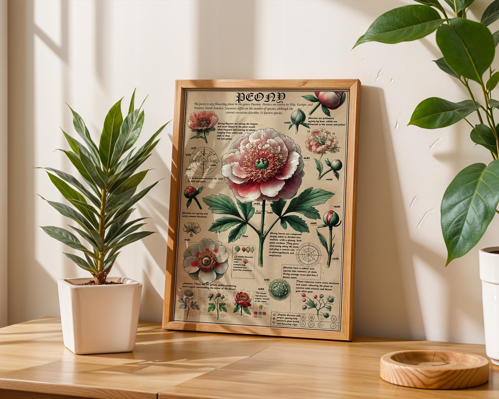 Peony Anatomy Art Print: Vintage Botanical Illustration - Etsy