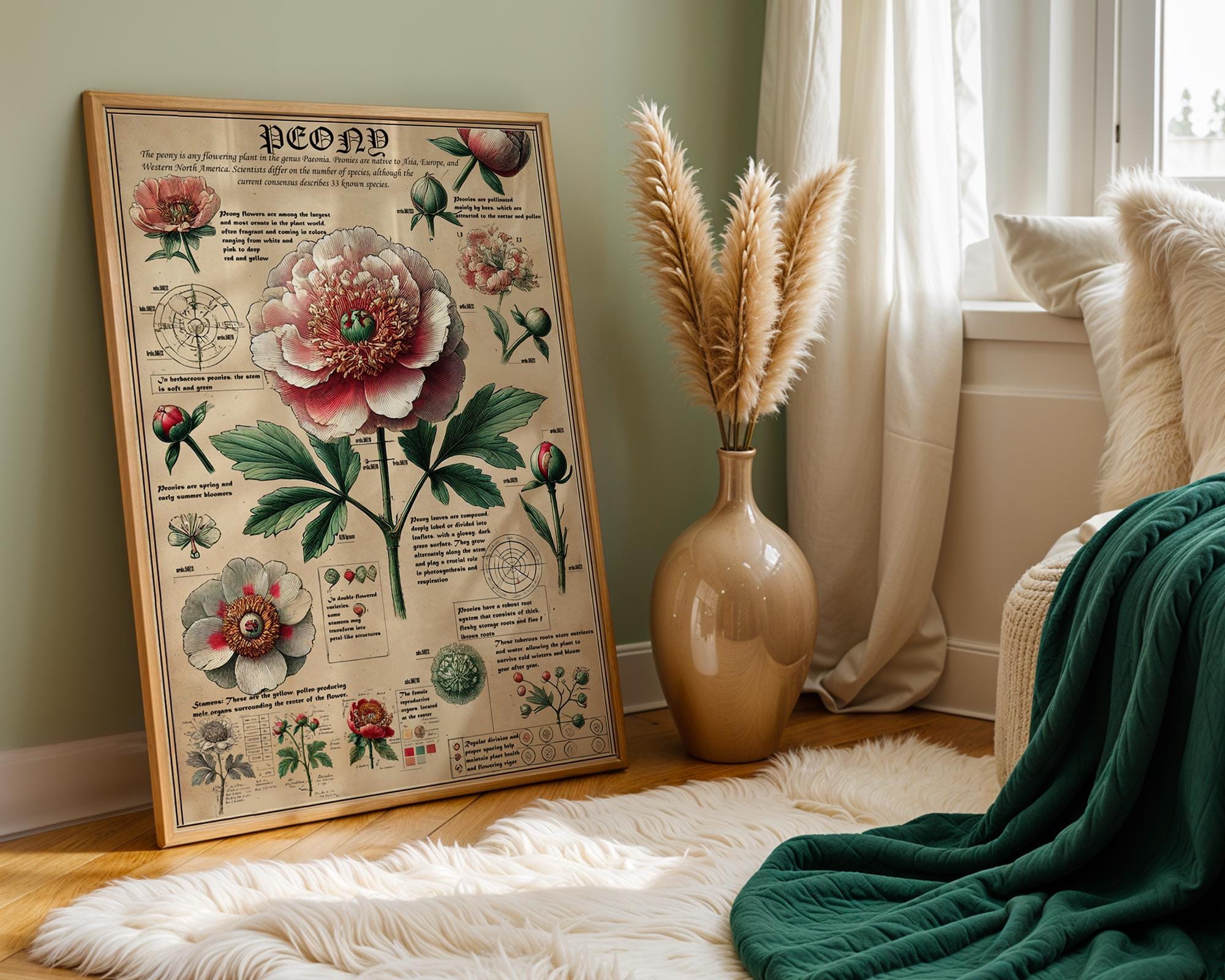 Peony Anatomy Art Print: Vintage Botanical Illustration - Etsy