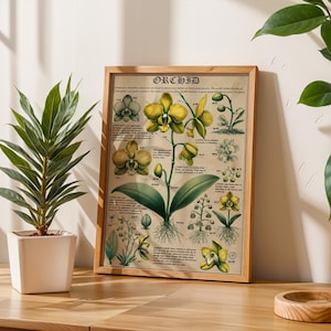 Póster de anatomía de orquídeas, dibujo original, arte botánico, decoración de pared con flores, diseño floral, decoración única, diseño elegante, póster de herbario.