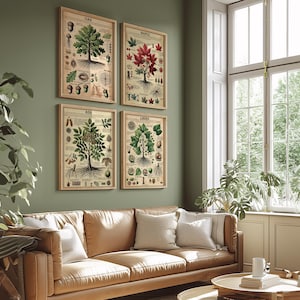 Láminas botánicas, juego de 4, obra de arte original, arte mural de naturaleza, póster de árbol vintage, anatomía vegetal, estilo herbario, decoración única para el hogar.